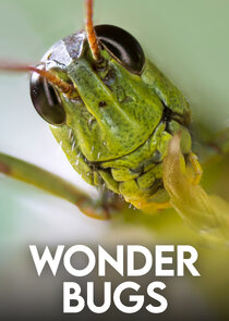Wonder Bugs Ne Zaman?'