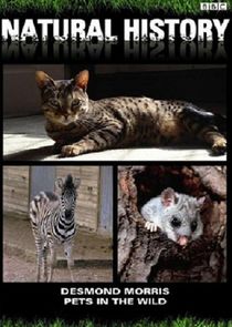 Pets in the Wild Ne Zaman?'