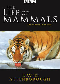 The Life of Mammals Ne Zaman?'
