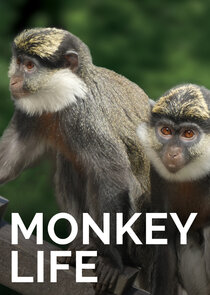 Monkey Life Ne Zaman?'