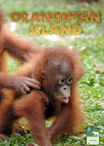 Orangutan Island Ne Zaman?'