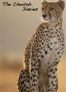The Cheetah Diaries Ne Zaman?'
