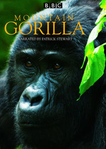 Mountain Gorilla Ne Zaman?'
