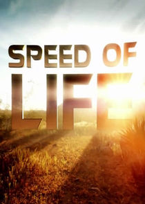 Speed of Life Ne Zaman?'
