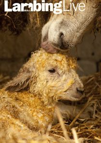 Lambing Live Ne Zaman?'