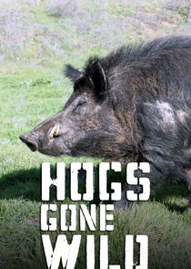 Hogs Gone Wild Ne Zaman?'