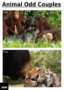 Animal Odd Couples Ne Zaman?'