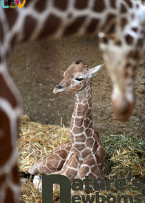 Nature's Newborns Ne Zaman?'