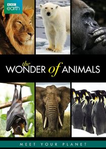 The Wonder of Animals Ne Zaman?'