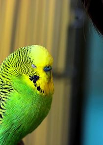 Pets - Wild at Heart Ne Zaman?'