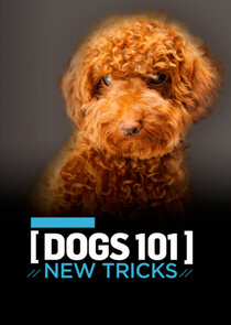 Dogs 101: New Tricks Ne Zaman?'