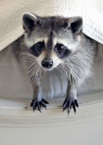 Ingenious Animals Ne Zaman?'