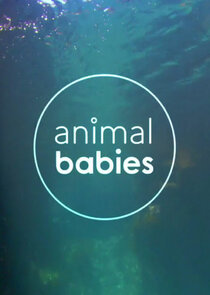 Animal Babies Ne Zaman?'