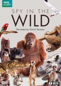 Spy in the Wild Ne Zaman?'