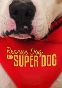 Rescue Dog to Super Dog Ne Zaman?'
