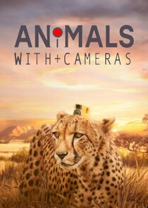 Animals with Cameras Ne Zaman?'