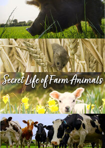 Secret Life of Farm Animals Ne Zaman?'