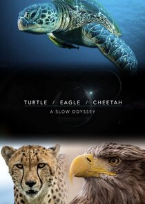 Turtle, Eagle, Cheetah: A Slow Odyssey Ne Zaman?'