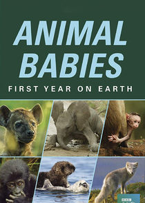 Animal Babies: First Year on Earth Ne Zaman?'