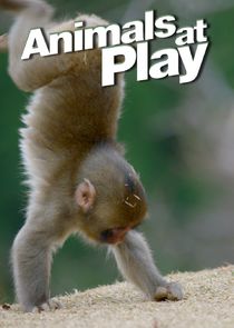 Animals at Play Ne Zaman?'