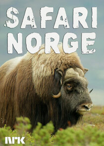 Safari Norge Ne Zaman?'