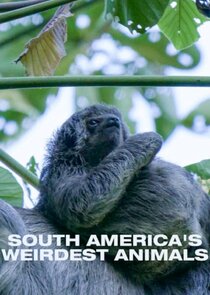 South Americas Weirdest Animals Ne Zaman?'