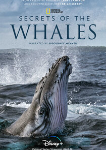 Secrets of the Whales Ne Zaman?'