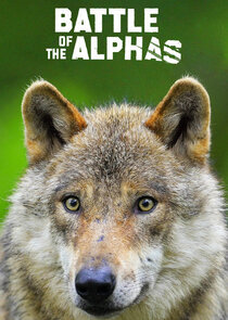 Battle of the Alphas Ne Zaman?'