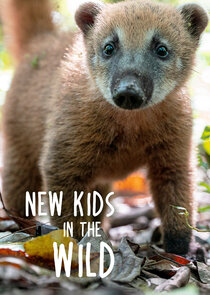 New Kids in the Wild Ne Zaman?'