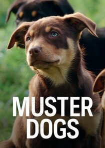 Muster Dogs Ne Zaman?'