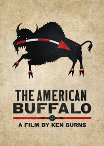 The American Buffalo Ne Zaman?'