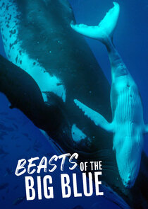 Beasts of the Big Blue Ne Zaman?'