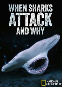 When Sharks Attack... And Why Ne Zaman?'