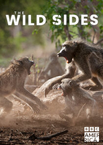 The Wild Sides Ne Zaman?'