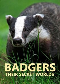 Badgers: Their Secret World Ne Zaman?'