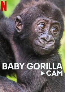 Baby Gorilla Cam Ne Zaman?'