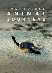 Incredible Animal Journeys Ne Zaman?'