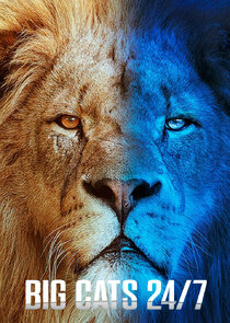 Big Cats 24/7 Ne Zaman?'