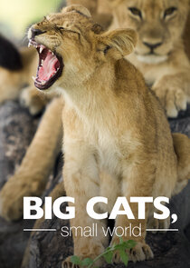 Big Cats, Small World Ne Zaman?'