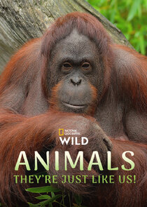 Animals, They're Just Like Us! Ne Zaman?'