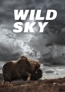 Wild Sky Ne Zaman?'
