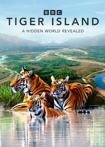 Tiger Island Ne Zaman?'